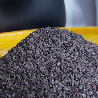 Ban Silam (Ajmod / Celery) Seeds 1 K.G